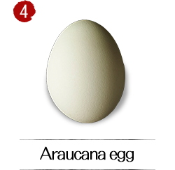 Araucana egg