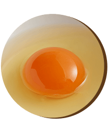 アローカナ卵